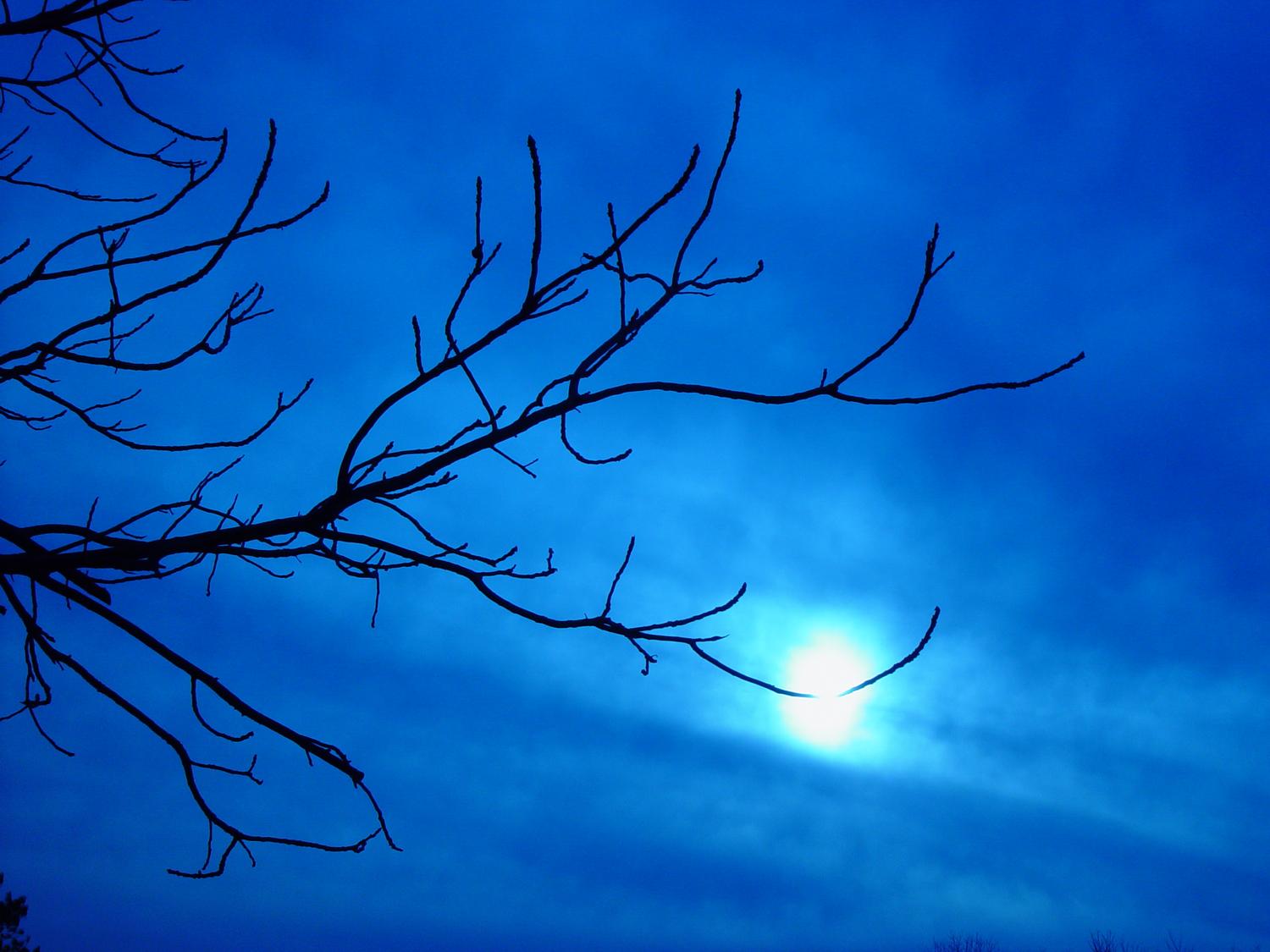  - The moon in the trees #3 - Sony DSC-F707 - Tony Karp, design, art, photography, techno-impressionist, techno-impressionism, aerial photography , drone , drones , dji , mavic pro , video , 3D printing - Books -