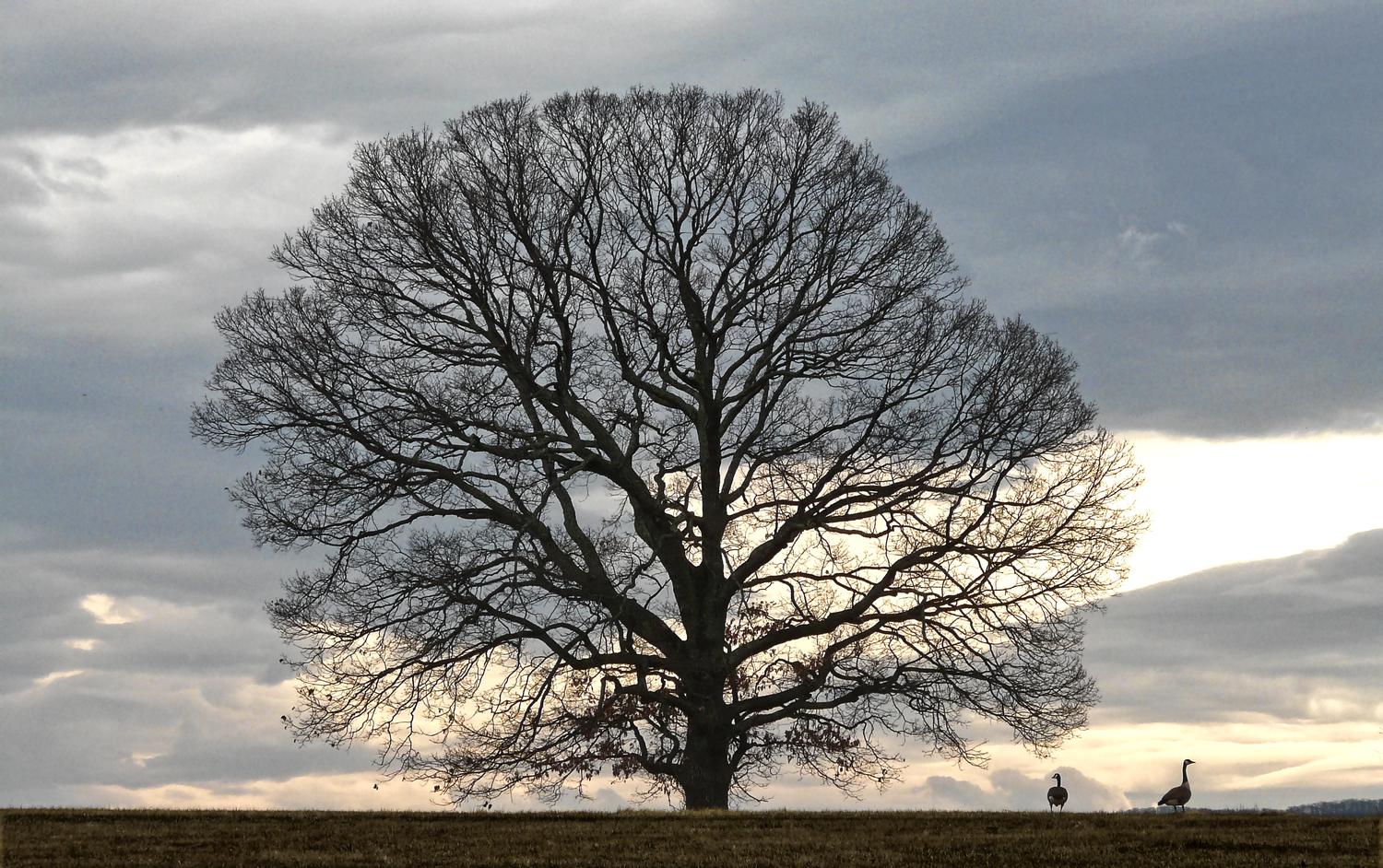  - The interesting tree, with two geese. -  - Panasonic DMC-FZ5 - Tony Karp, design, art, photography, techno-impressionist, techno-impressionism, aerial photography , drone , drones , dji , mavic pro , video , 3D printing - Books -