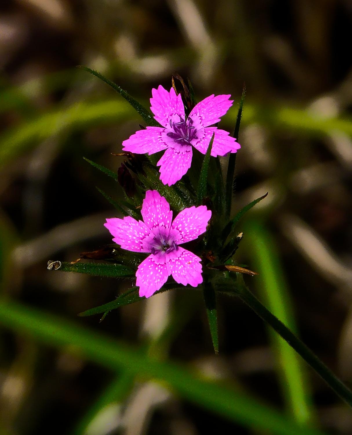  - Two little, pink flowers - Panasonic DMC-FZ18 - Tony Karp, design, art, photography, techno-impressionist, techno-impressionism, aerial photography , drone , drones , dji , mavic pro , video , 3D printing - Books -