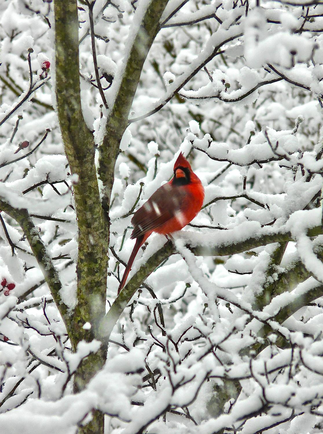 -  Panasonic DMC-FZ18 - Mr. Cardinal sits in a snowy tree. - Tony Karp, design, art, photography, techno-impressionist, techno-impressionism, aerial photography , drone , drones , dji , mavic pro , video , 3D printing - Books -