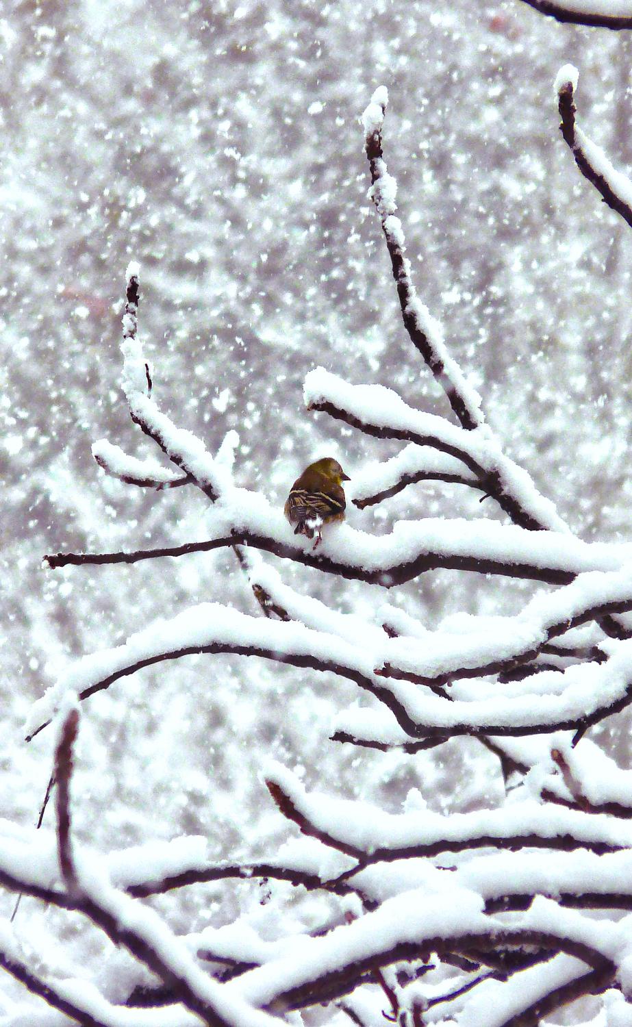 -  Panasonic DMC-FZ18 - Another small bird in a snowy tree. - Tony Karp, design, art, photography, techno-impressionist, techno-impressionism, aerial photography , drone , drones , dji , mavic pro , video , 3D printing - Books -