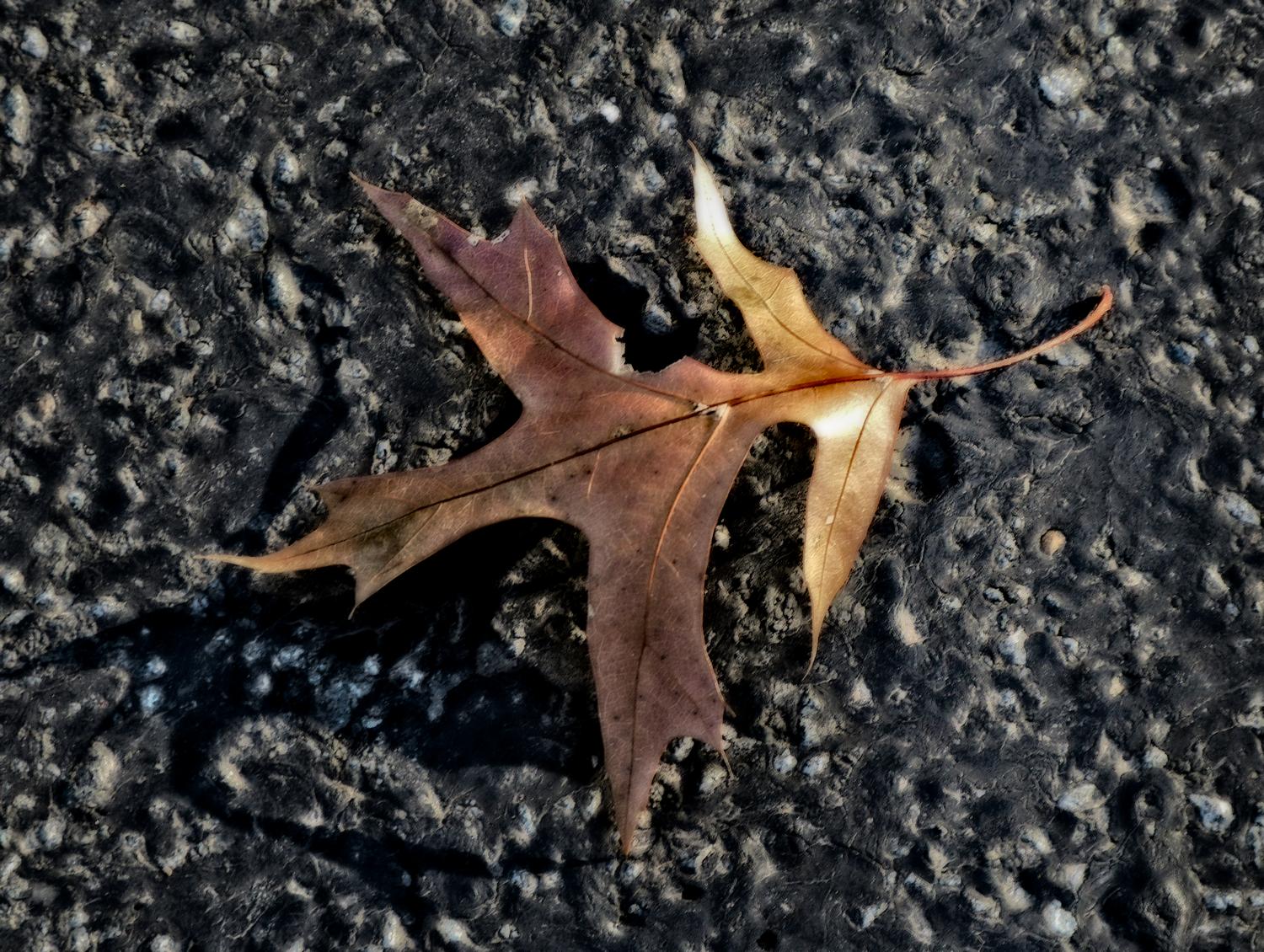  - A leaf on the road <br>--- Click to see ORIGINAL --- -  Panasonic DMC-FZ150 - Tony Karp, design, art, photography, techno-impressionist, techno-impressionism, aerial photography , drone , drones , dji , mavic pro , video , 3D printing - Books -