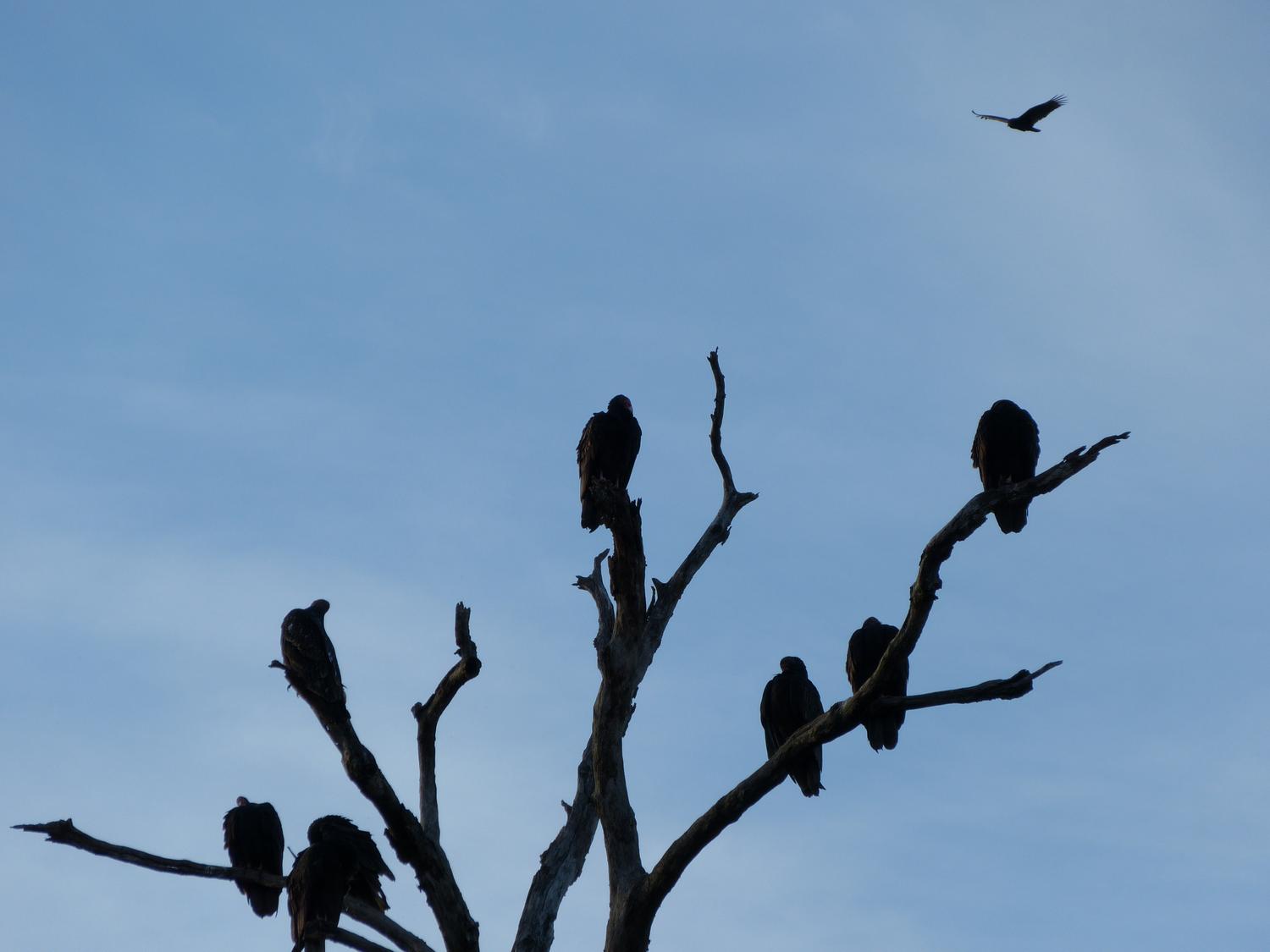  - Vultures nesting - Panasonic DMC-FZ150 <br>--- Click to see ORIGINAL --- -  Panasonic DMC-FZ150 - Tony Karp, design, art, photography, techno-impressionist, techno-impressionism, aerial photography , drone , drones , dji , mavic pro , video , 3D printing - Books -