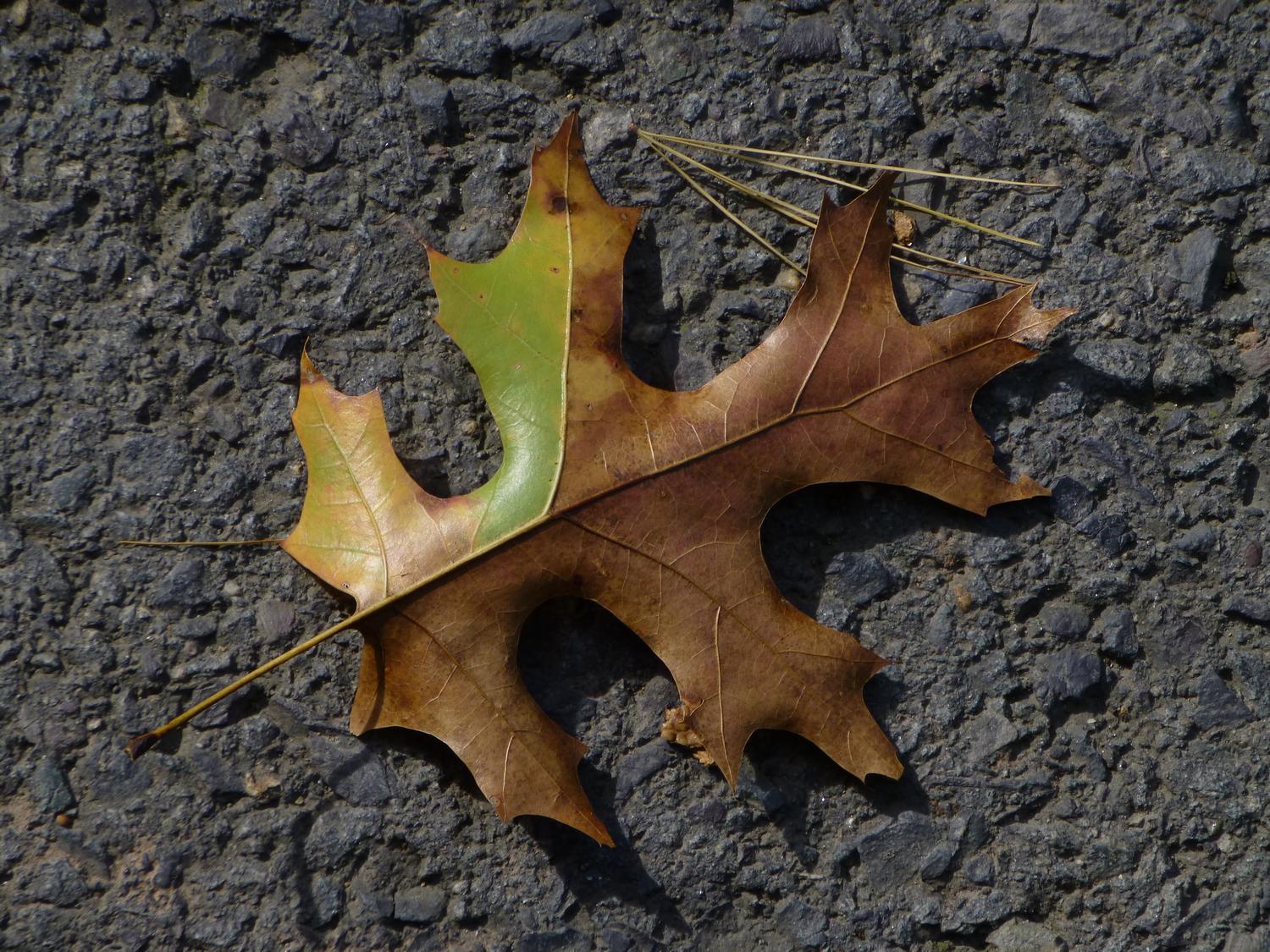  - A leaf, not quite ready for autumn <br>--- Click to see ORIGINAL --- - Panasonic DMC-ZS20 - Tony Karp, design, art, photography, techno-impressionist, techno-impressionism, aerial photography , drone , drones , dji , mavic pro , video , 3D printing - Books -
