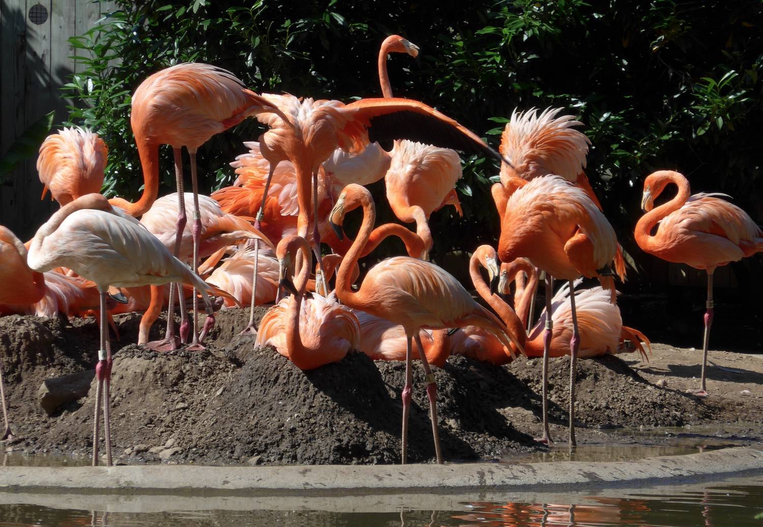 Flamingos - Lawn ornament sale at the home improvement store. - - Panasonic DMC-LF1 - Washington DC National zoo - Tony Karp, design, art, photography, techno-impressionist, techno-impressionism, aerial photography , drone , drones , dji , mavic pro , video , 3D printing - Books -