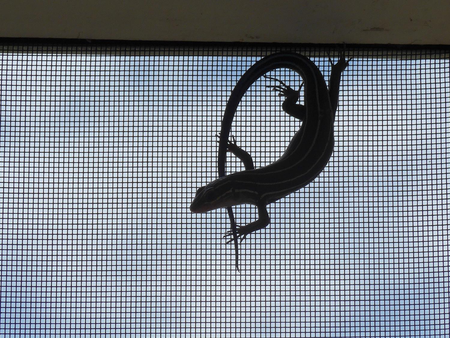  - Mr. Skink works out on the ScreenMaster <br>-- Click on image above to see where this picture started -- - Leica C (typ 112) - Panasonic DMC-LF1 - five-lined skink - - Tony Karp, design, art, photography, techno-impressionist, techno-impressionism, aerial photography , drone , drones , dji , mavic pro , video , 3D printing - Books -